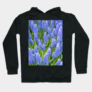 Grape Hyacinth (Muscari Armeniacum) Hoodie